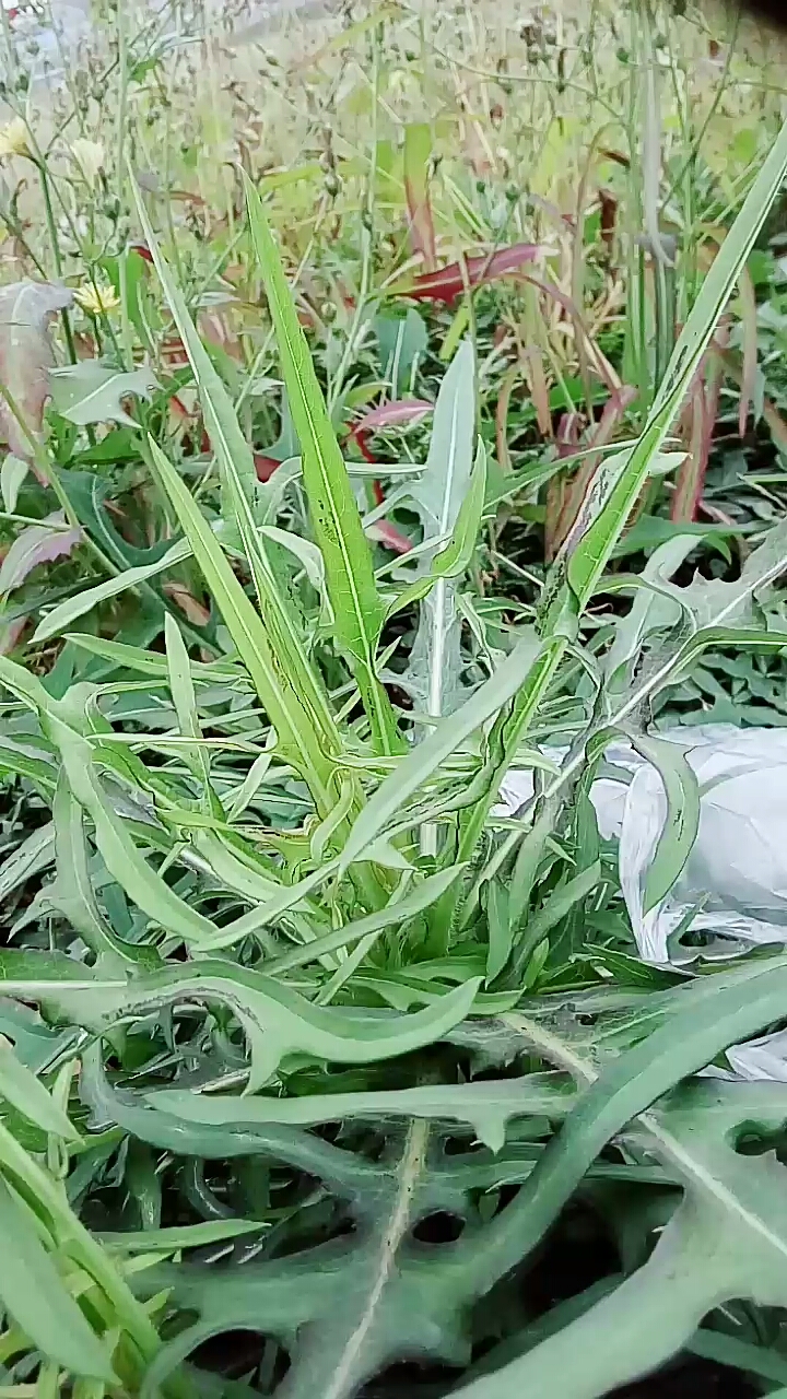 #带上全民去旅行#苦菜