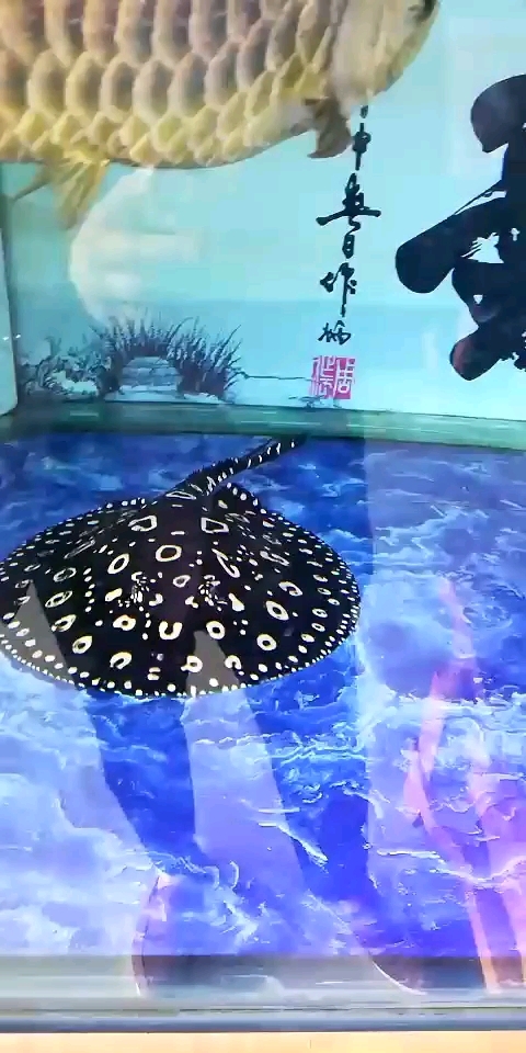 世界上最好看的鱼