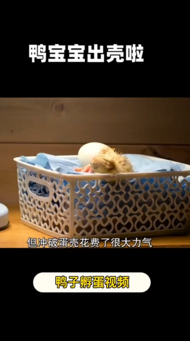 鸭子孵蛋视频。   