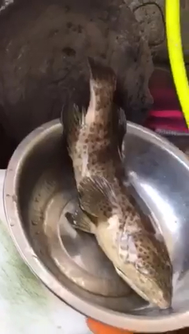 三亚鱼市野生金斑鱼70元一斤,这条鱼200多元。