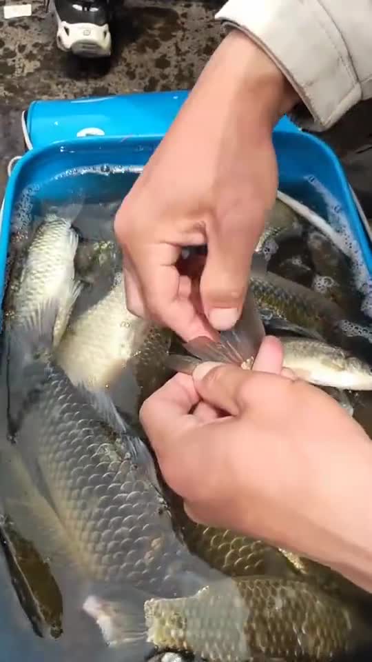 现在的鲫鱼很多寄生虫,各位钓友要注意