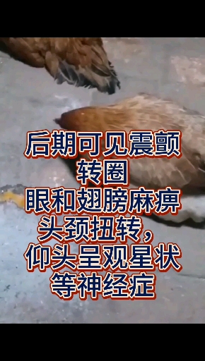 新城疫(鸡瘟)的症状和治疗方案