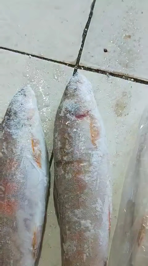 红花细鳞鱼
