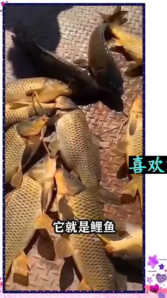 美国史上最“凶残”动物,政府下血本杀都杀不完,向中国求救-全民小视频