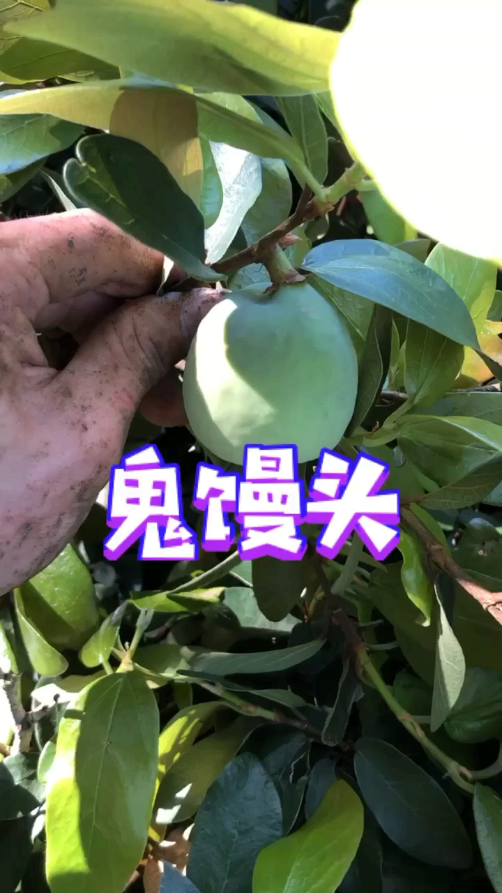 #薜荔#鬼馒头,分公母,母果做凉粉。你了解多少?对了,学名薜荔