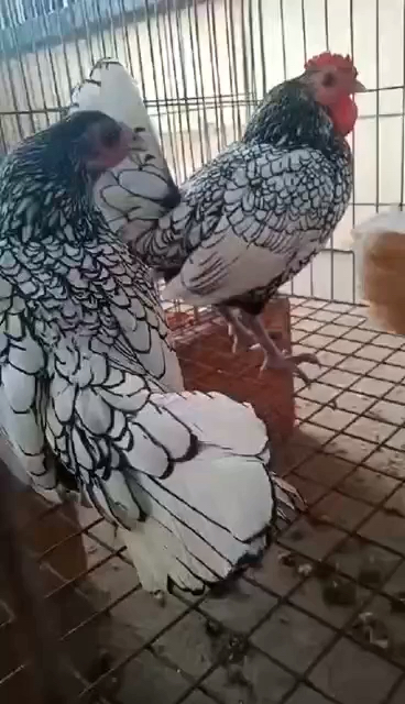 波兰鸡是这样的