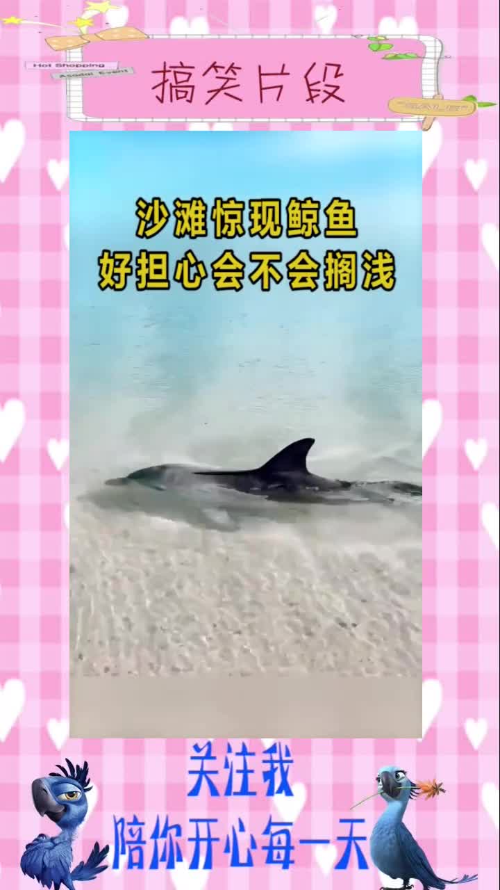 沙滩惊现一条鲸鱼,好担心它会不会搁浅!#搞笑视频#