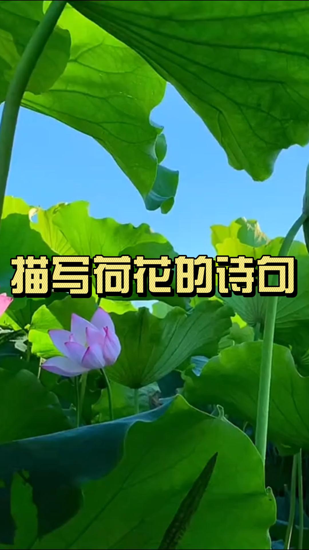 描写荷花的诗句