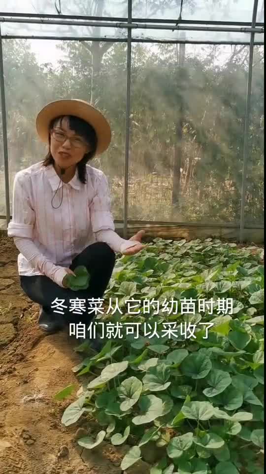 冬寒菜从幼苗期就可以采收,一直到它开花,采收时间长,而且耐寒,现在种它正是时候