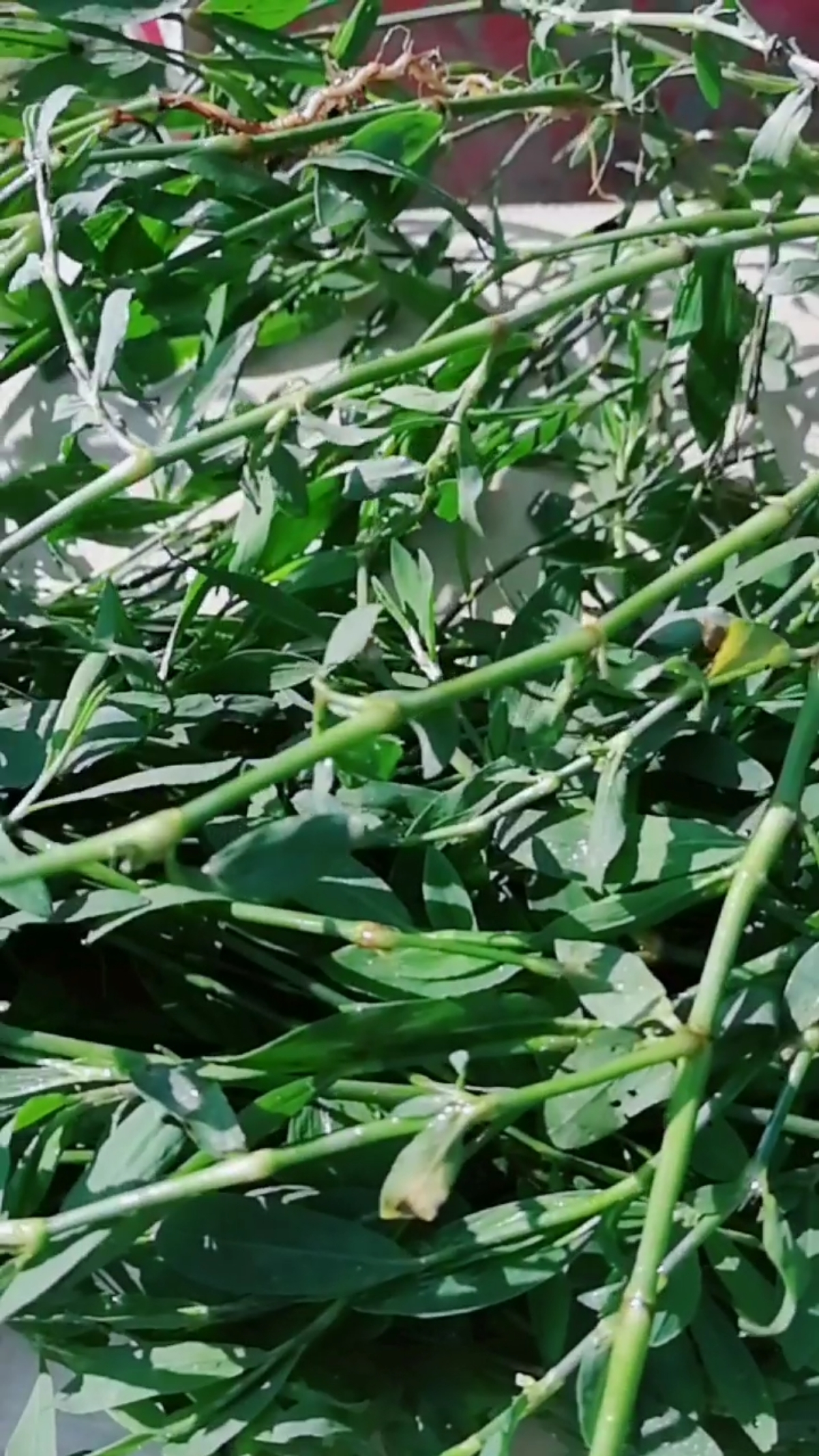 鸭舌草 利水利尿有功效