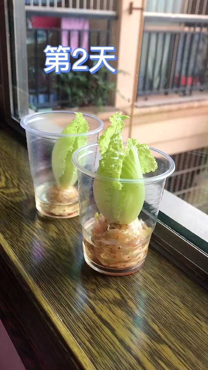 水培生菜头??,经过我这10天的观察,做盆栽观赏可以,但是想进锅翻炒的话,有点难