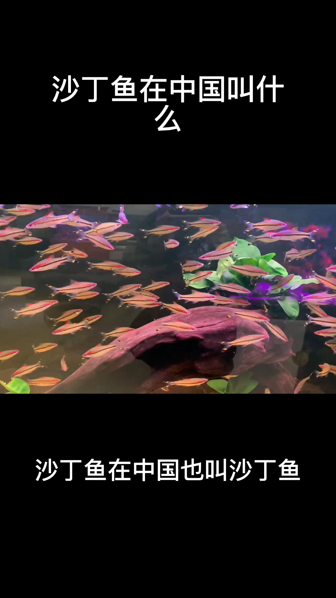 沙丁鱼在中国叫什么