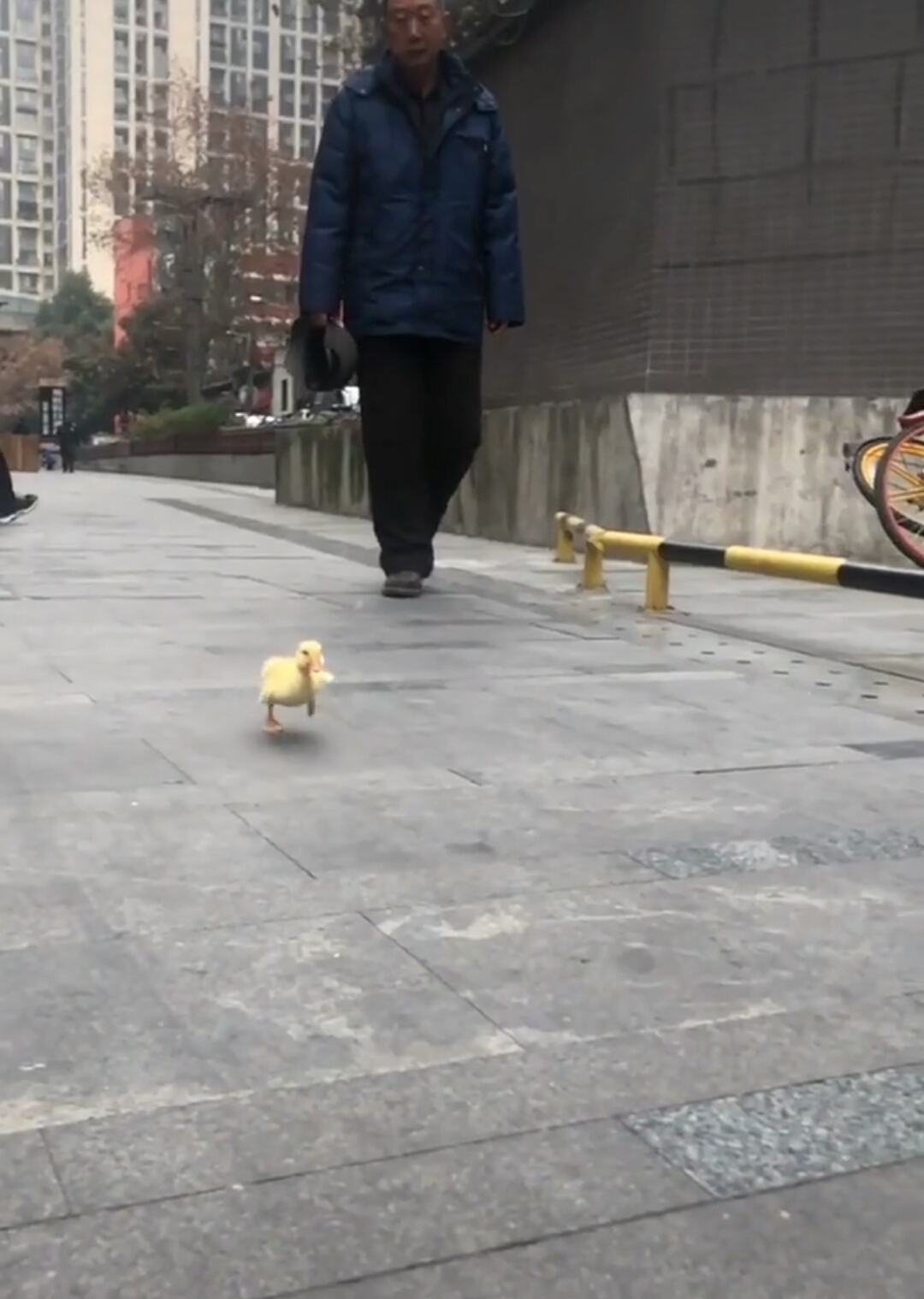 #我搞笑你开心#小鸭子奔跑自带喜感!