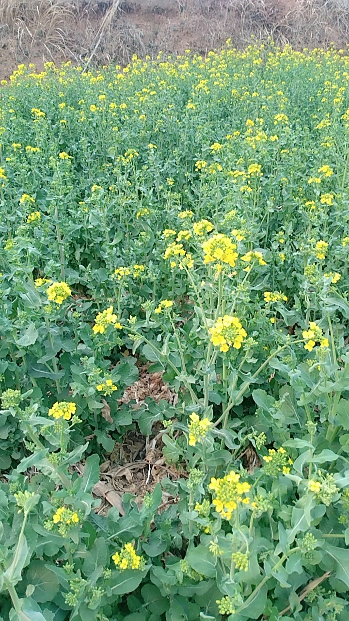 绿油油的油菜开了
