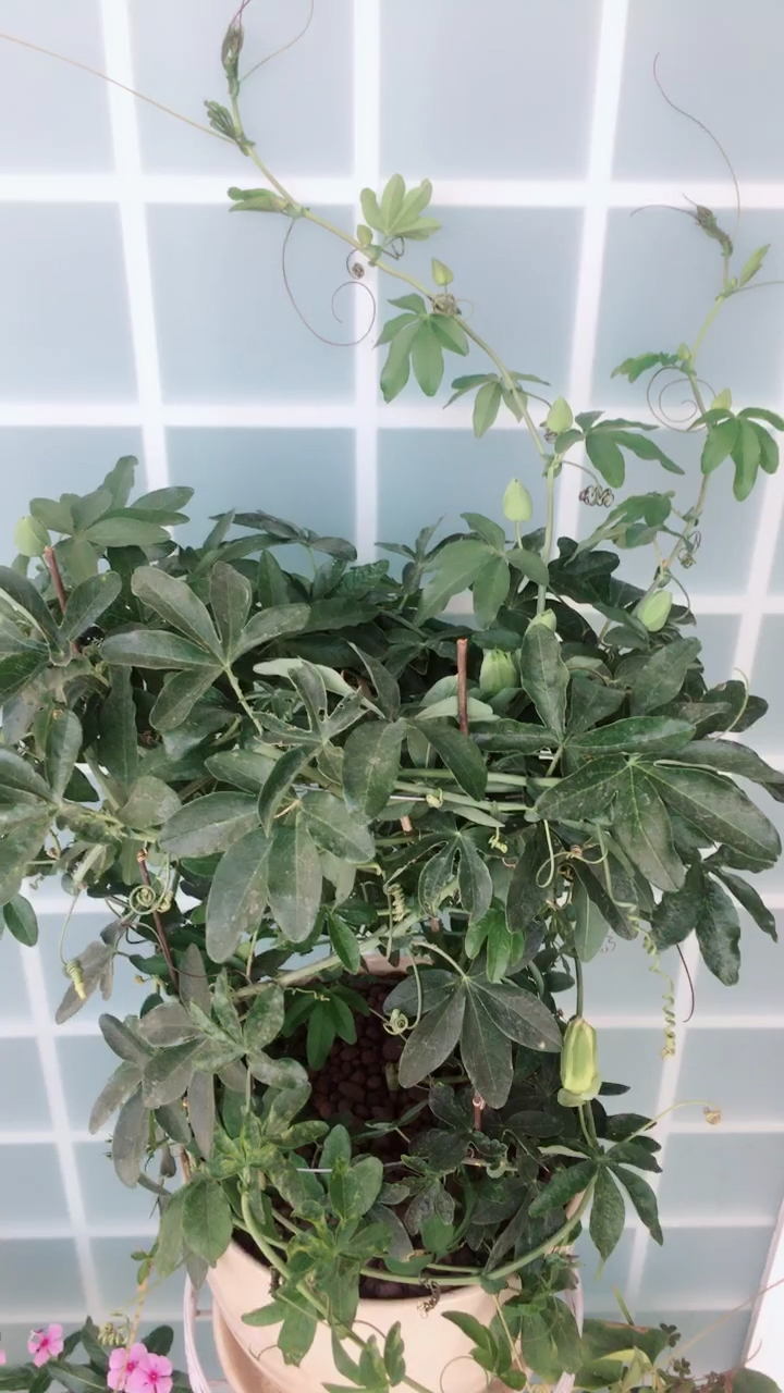 这是什么花