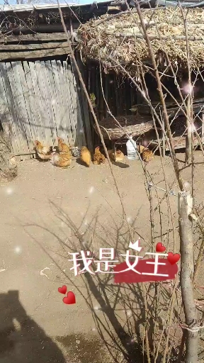 #手势舞大比拼#我家的小鸡