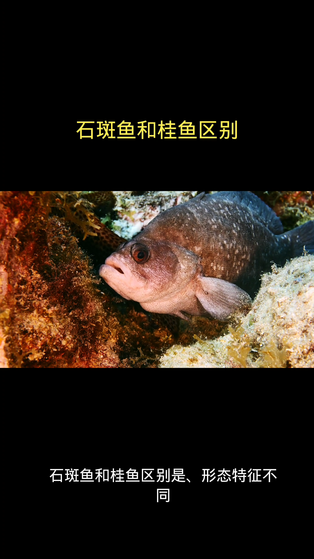石斑鱼和桂鱼区别