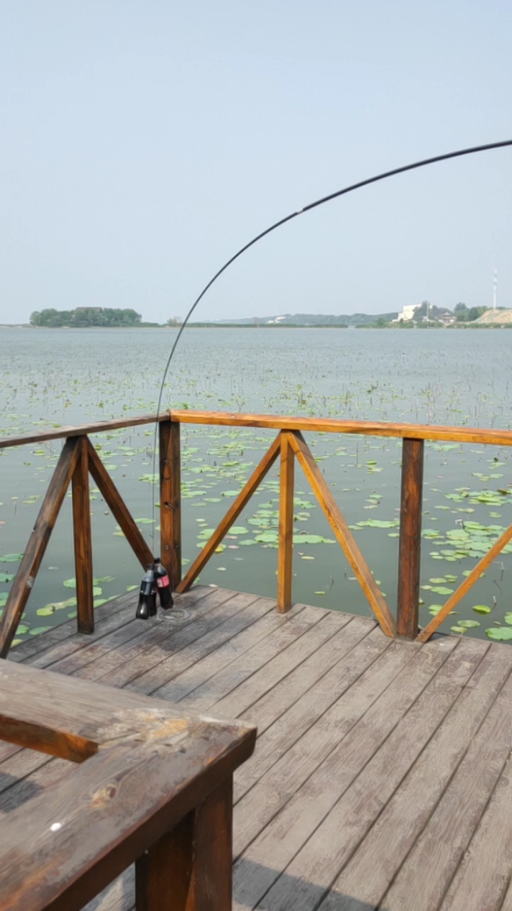 伽马鲤白金版6H19调,3.6米到5.7米