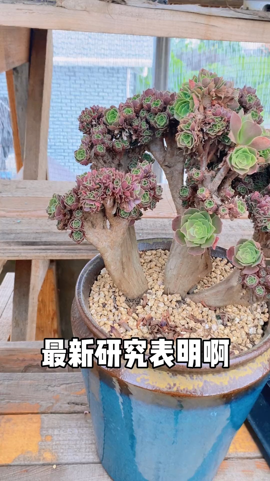 你觉得多肉植物有毒吗?你中毒深不深?#多肉 #多肉植物#爱生活爱养花