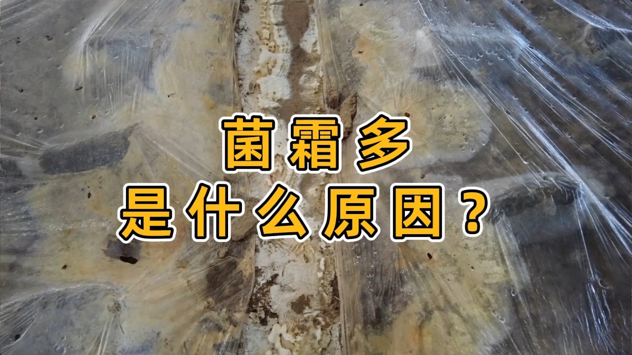 #羊肚菌种植#羊肚菌菌霜多是什么原因?羊肚菌菌霜多好还是少好,羊肚菌菌霜多了怎么办?多少算