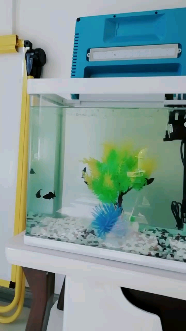 鱼鳍不一样!