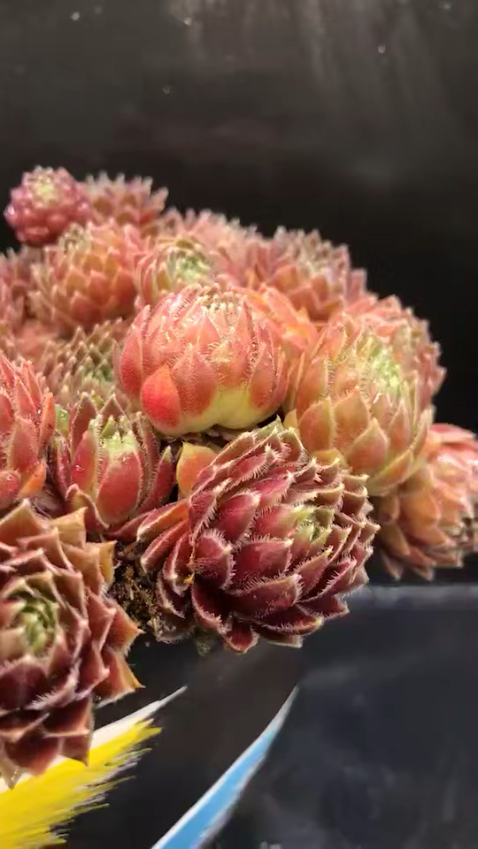 紫牡丹