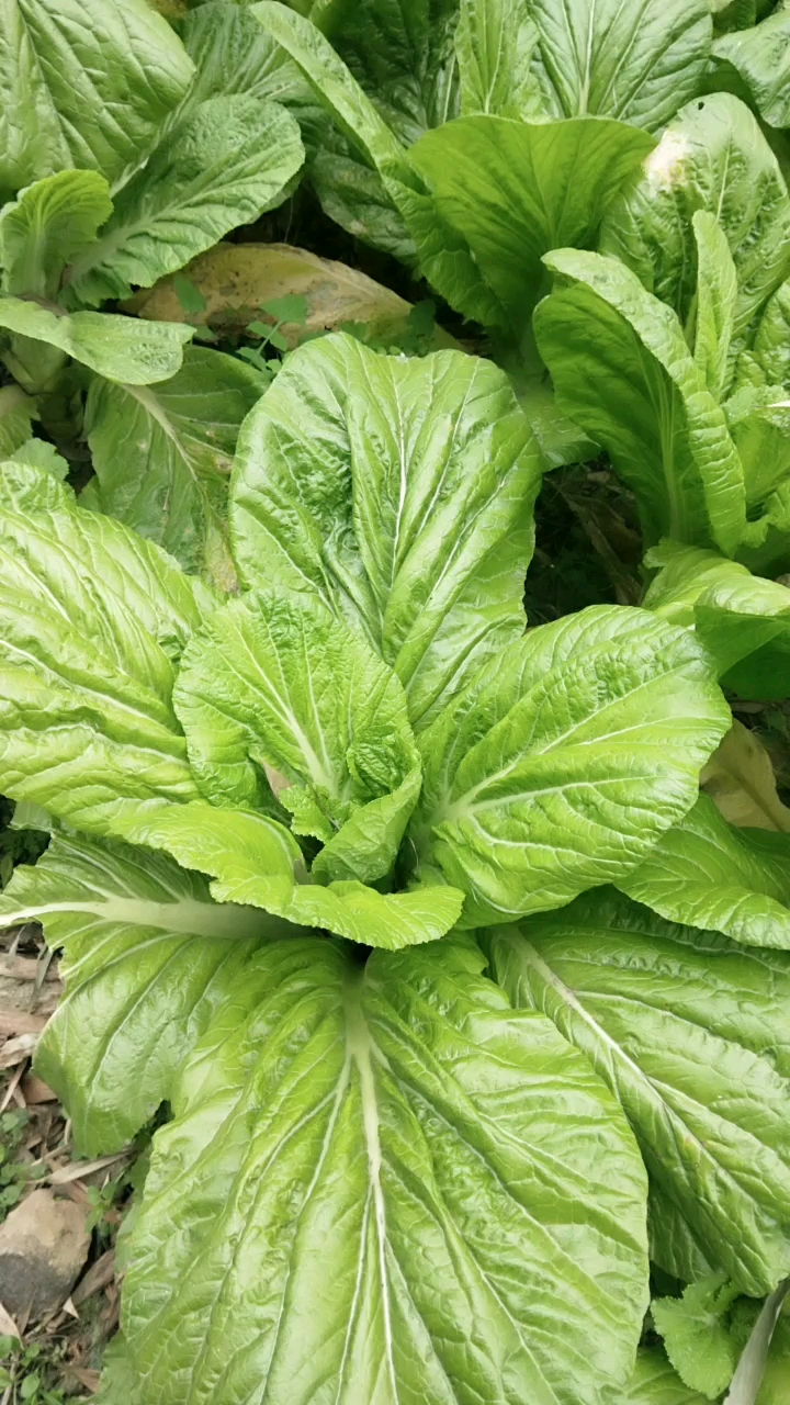 青菜,油菜