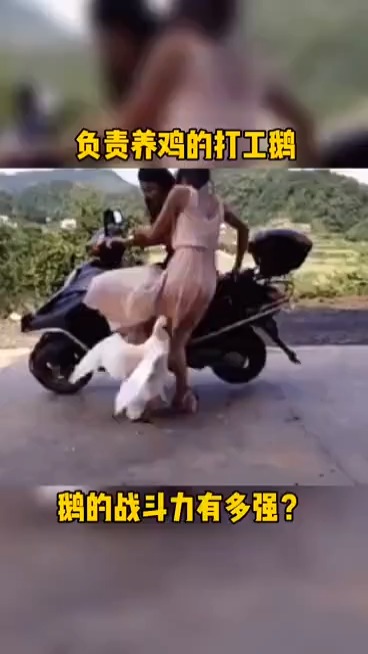打工是不可能打工的,不管是黄鼠狼还是双十一,这批鸡总是要被吃的 #大别山养鸡场的