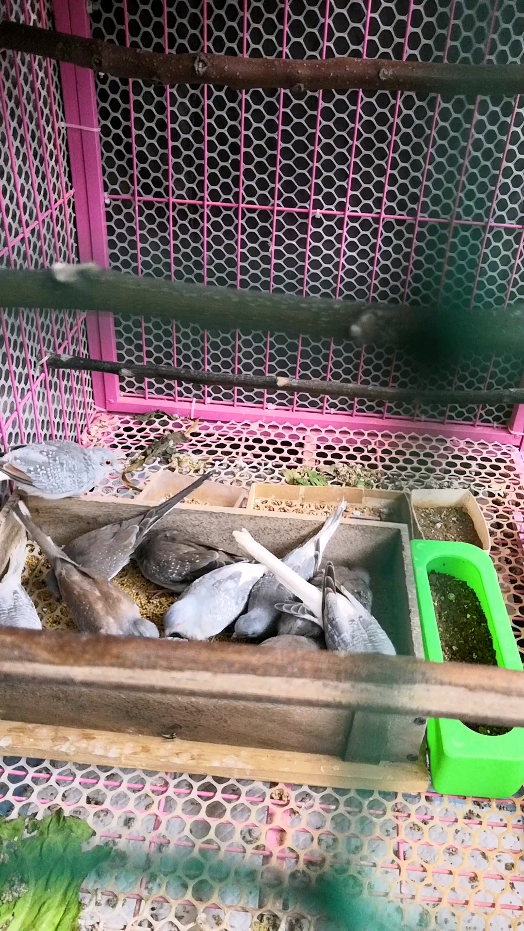 澳大利亚雪鸽