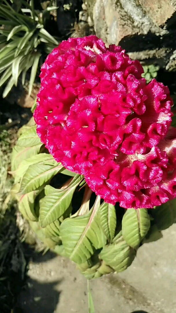 分享视频