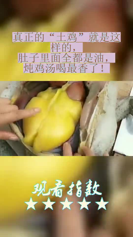 真正的“土鸡”就是这样的,肚子里面全都是油,炖鸡汤喝最香了!