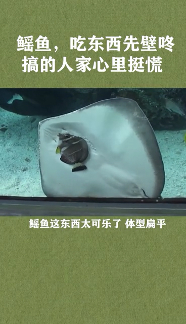 没有手,就把猎物壁咚到鱼缸上吃,据说在海里是俩鱼壁咚到一起捕猎。