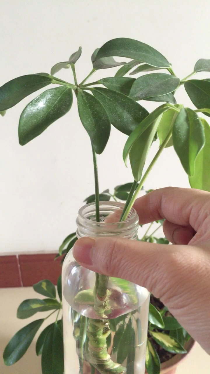 鹅掌柴水培繁殖的方法