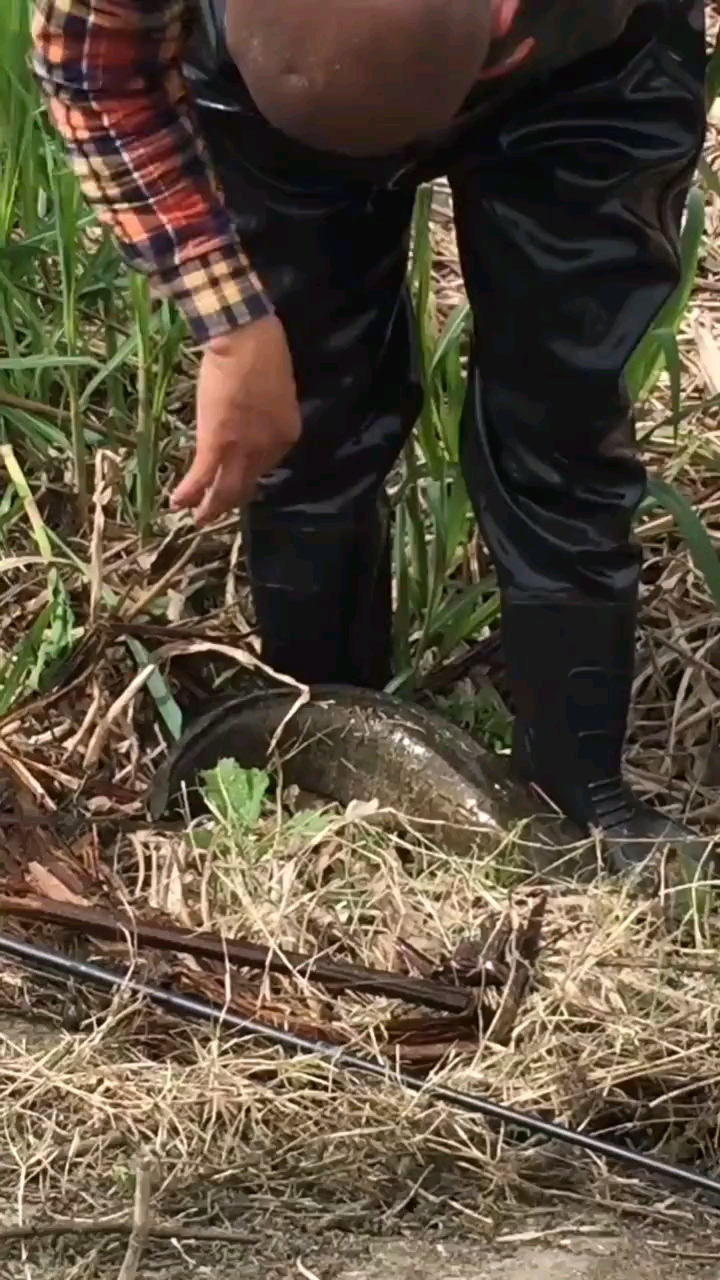 打到一只大黑鱼