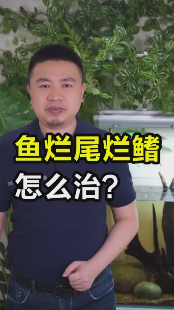 观赏鱼烂鳍烂尾教你怎么治让你的鱼漂漂亮亮 养鱼 观赏鱼 鱼病怎么治