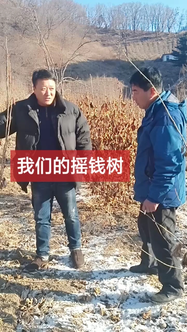 平欧大榛子