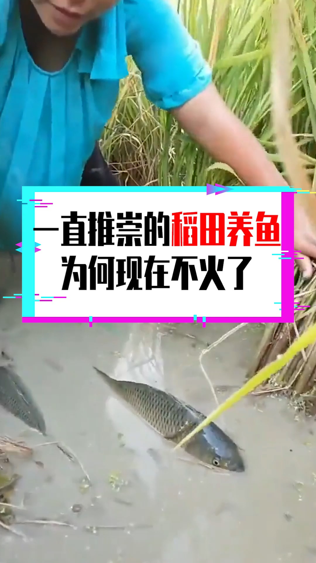 #奇闻趣事抢先看#一直推崇的稻田养鱼,为何现在不火了,真相竟是这样!
