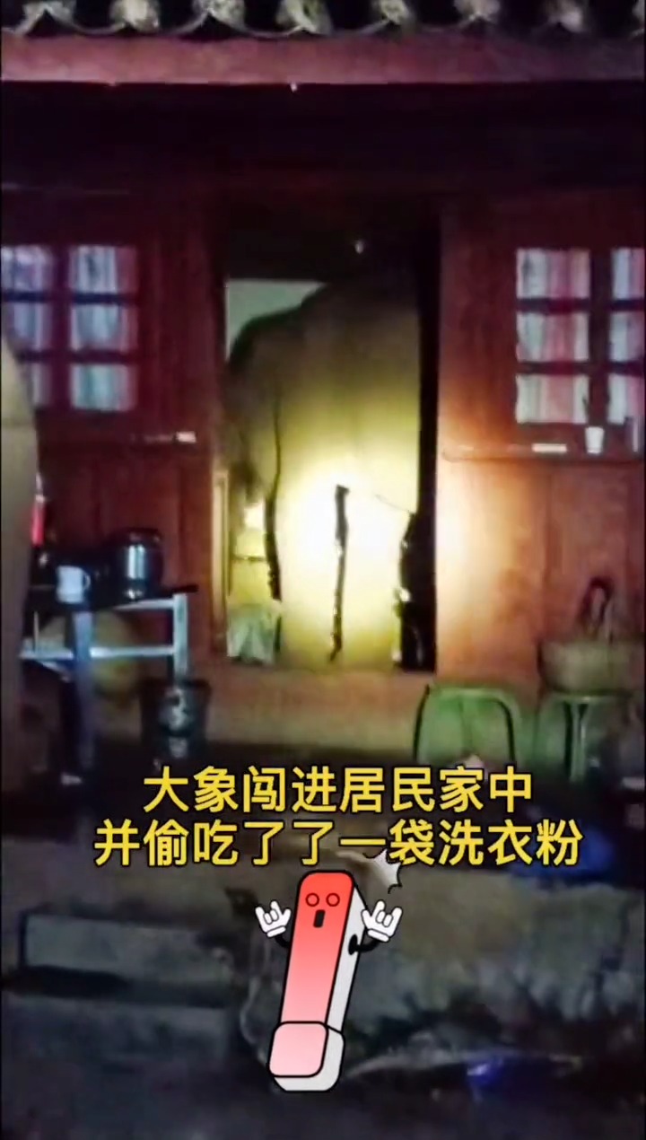 大象闯进居民家中……偷吃了一袋洗衣粉玉溪人民表示来吃易门菌子、江川大头鱼小黄人哈