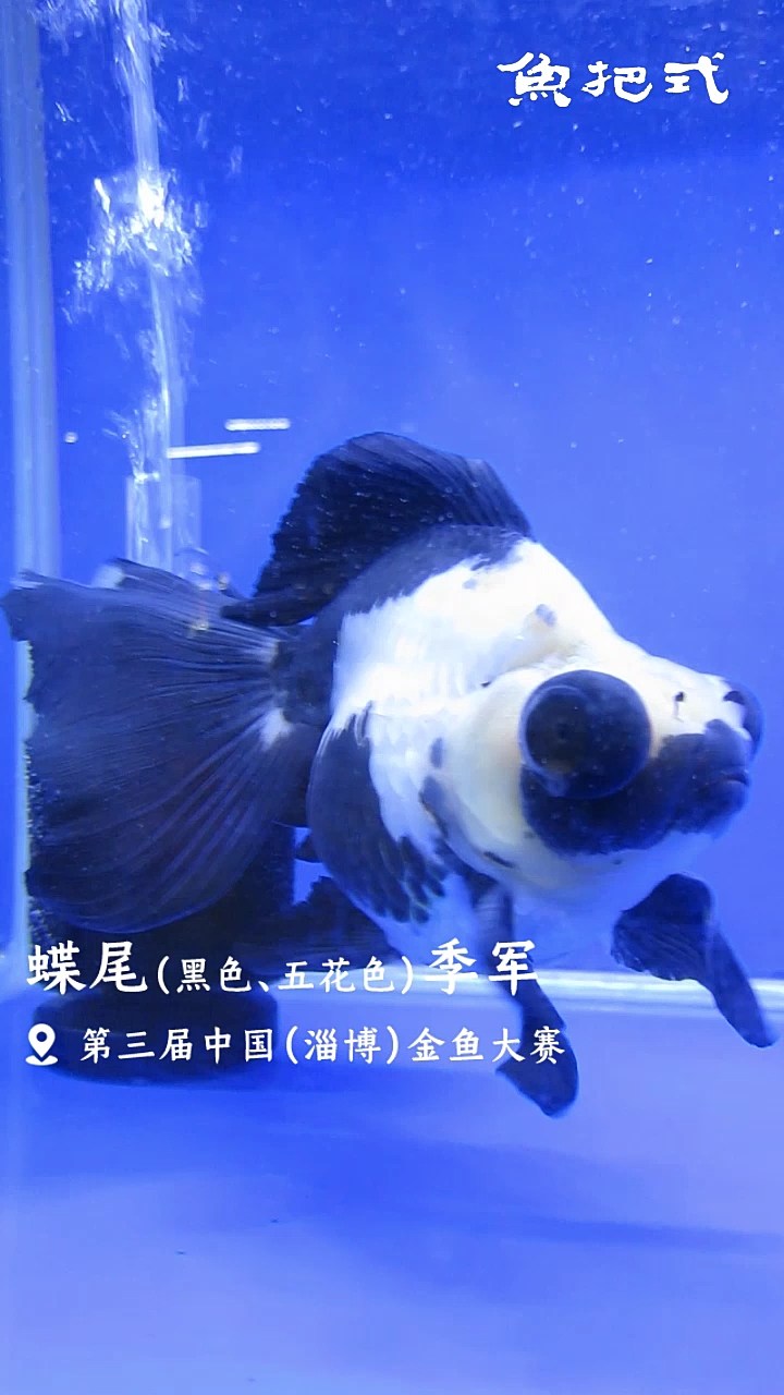 金鱼大赛 蝶尾季军