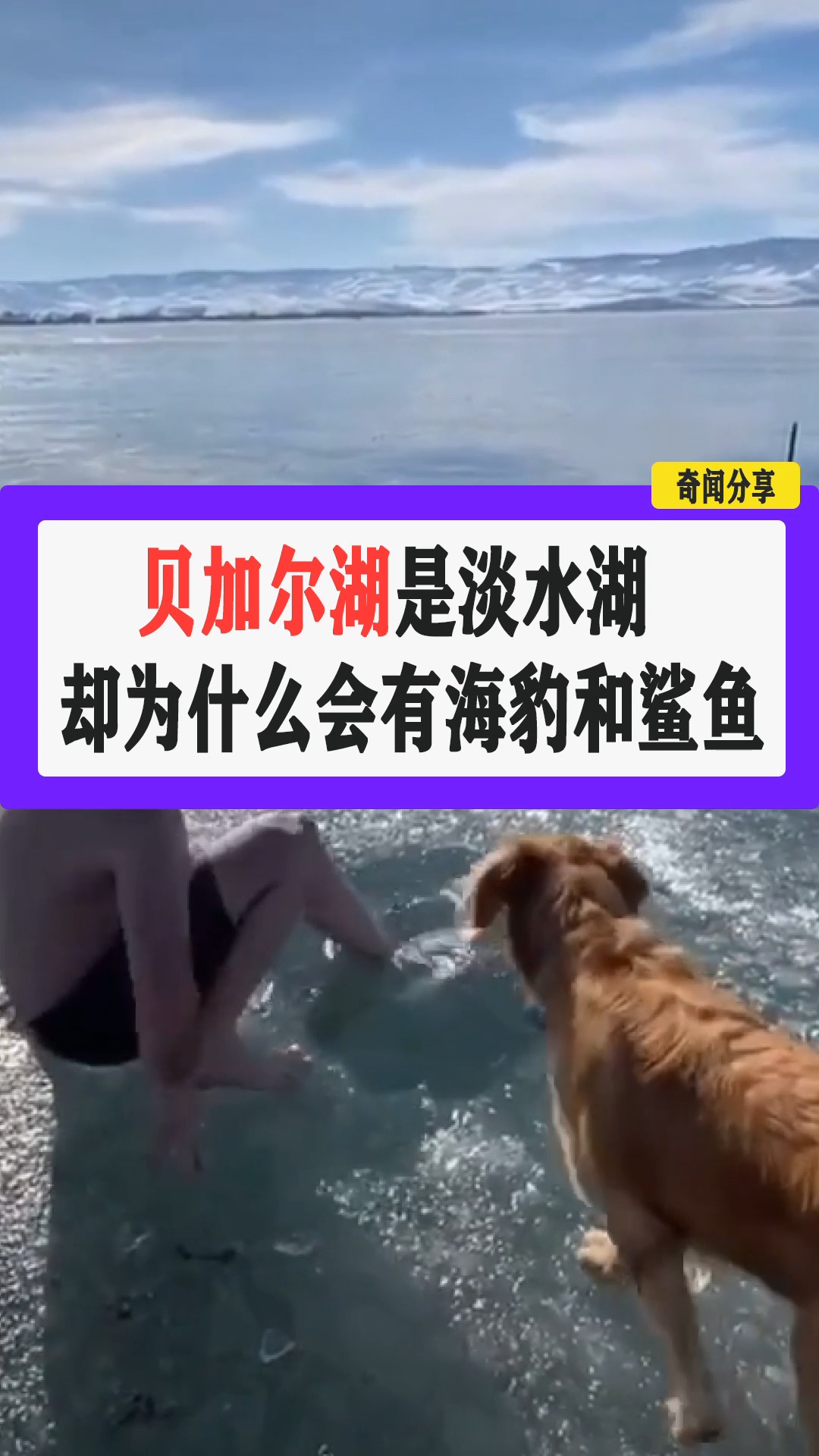 #贝加尔湖畔#贝加尔湖是淡水湖,为什么有海豹和鲨鱼