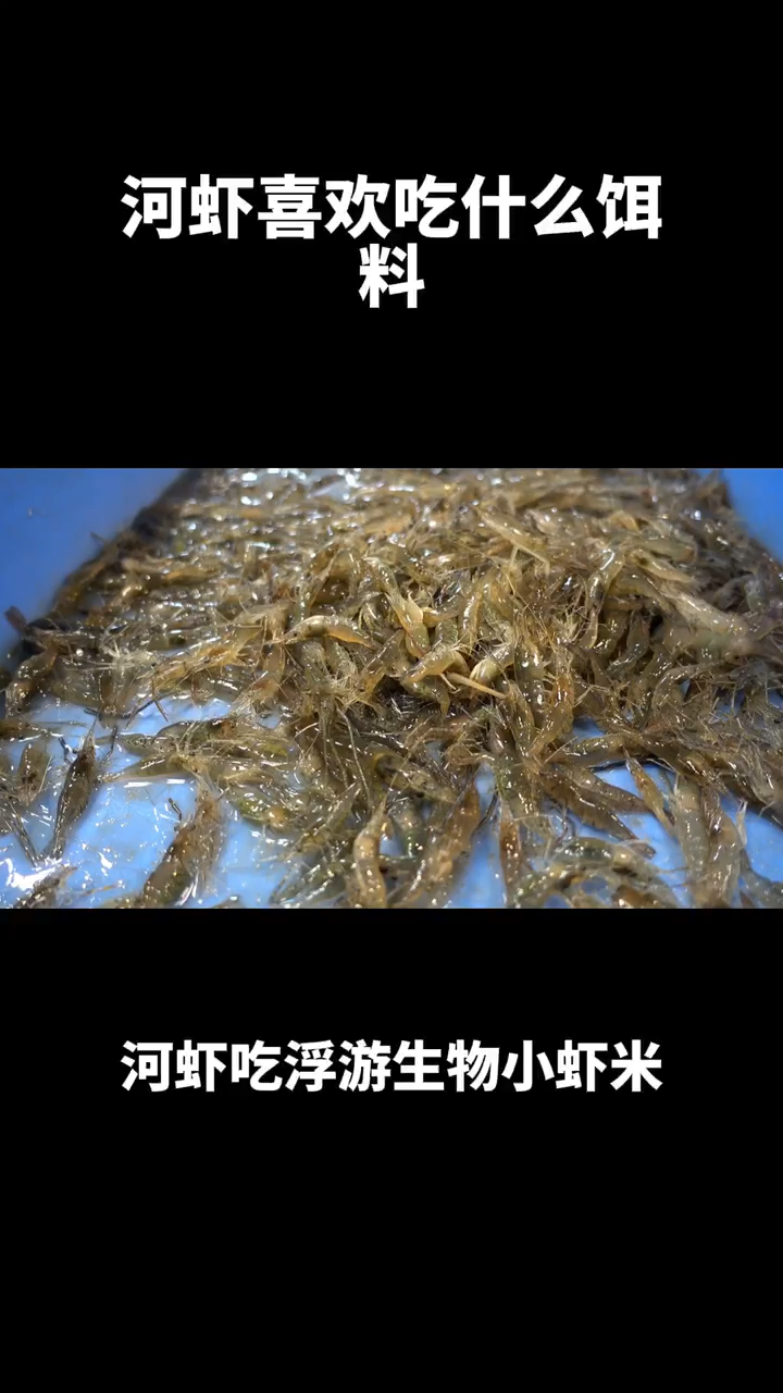 河虾喜欢吃什么饵料