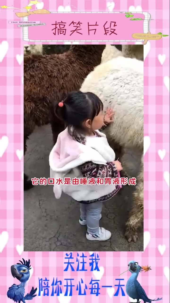 为什么羊驼会对人吐口水，口水有危害吗？#搞笑视频#