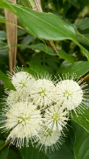 #野生药材#花开很香有很好的作用