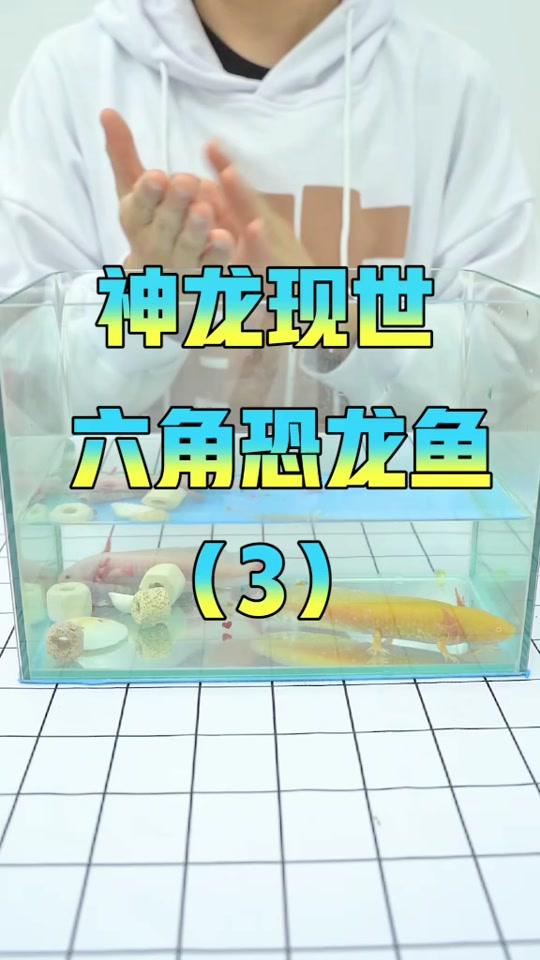 三天没有吃食物的恐龙鱼,竟然...#六角恐龙鱼 #这个视频有点料