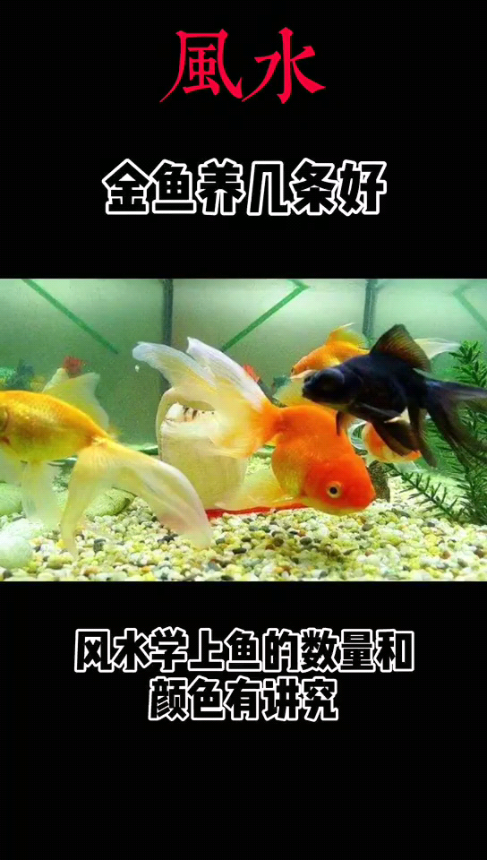养几条金鱼能旺财?