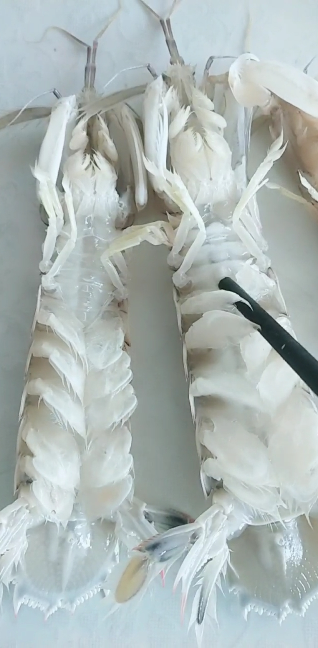 #皮皮虾#皮皮虾怎么辨别公母!母的好吃,要选母的!