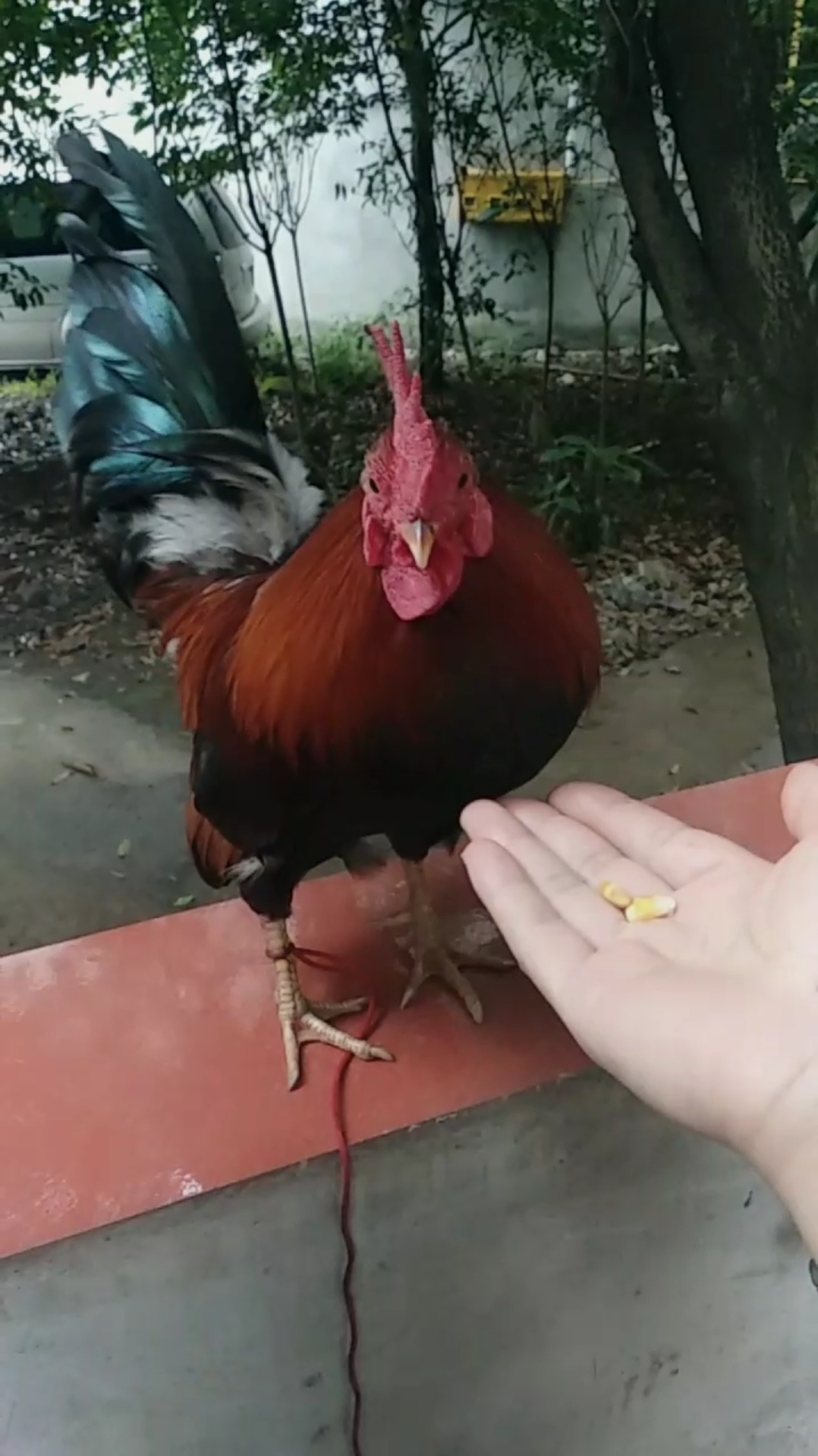 看一次爱一次 