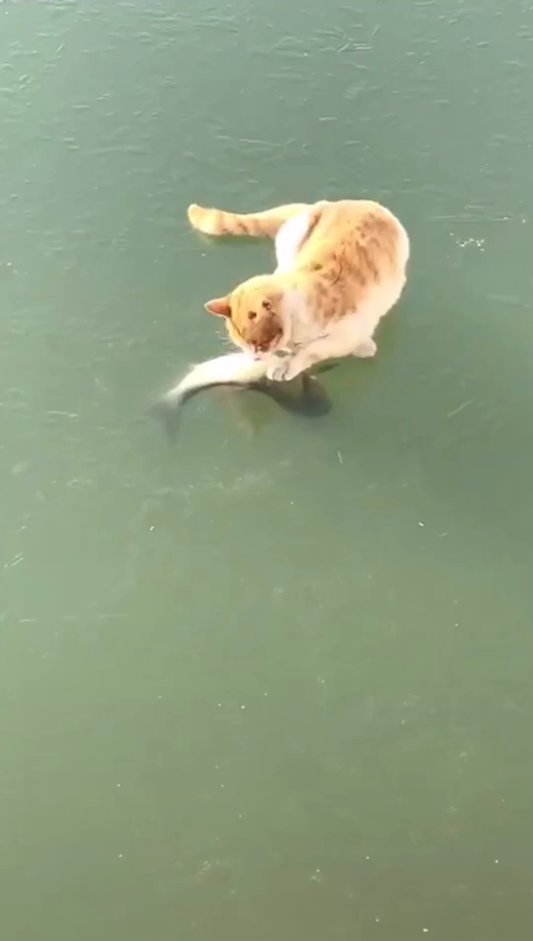 猫和鱼的故事