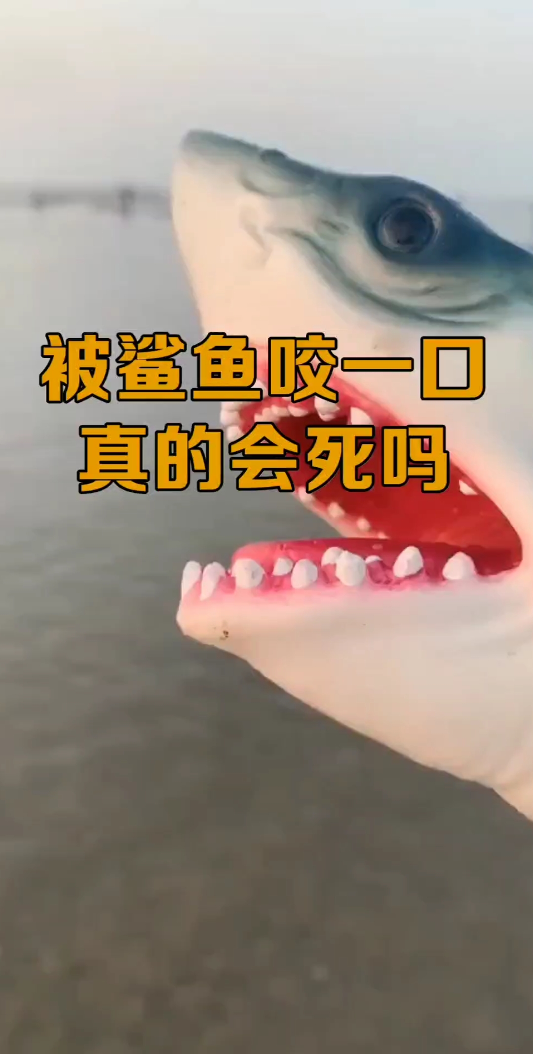 被鲨鱼咬一口真的会死吗?看完之后,你会发现你想错了 !