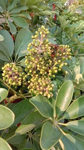 鹅掌财开花结果了